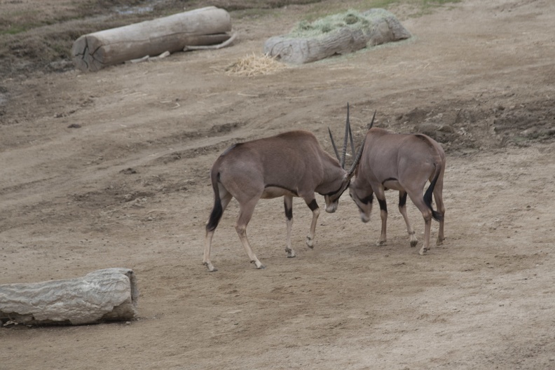 321-0308 Safari Park - Fringe-eared Oryx.jpg